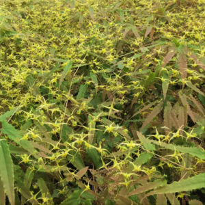 1 gallon - Spine Tingler Barrenwort (EPIMEDIUM SPINE TINGLER) - 1 gallon - 1 gallon