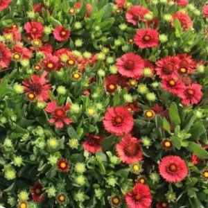 1 gallon - Spintop Red Blanket Flower (GAILLARDIA SPINTOP RED) - 1 gallon - 1 gallon