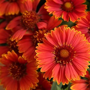 1 gallon - Spintop Yellow Touch Blanket Flower (GAILLARDIA SPINTOP YELLOW TOUCH) - 1 gallon - 1 gallon