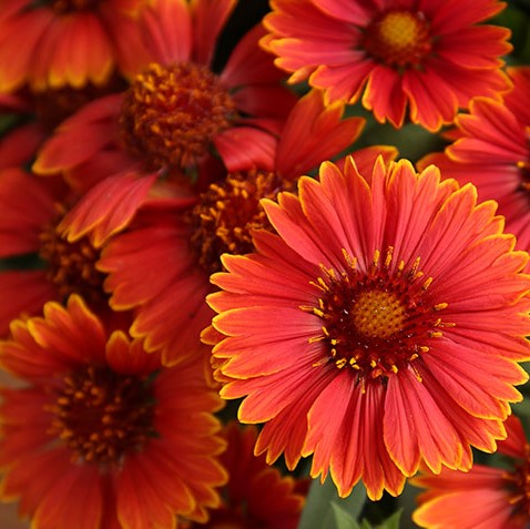 1 gallon - Spintop Yellow Touch Blanket Flower (GAILLARDIA SPINTOP YELLOW TOUCH) - 1 gallon - 1 gallon
