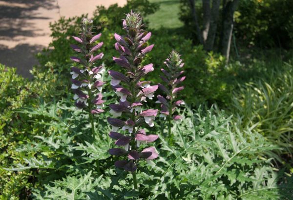 1 gallon - Spiny Bear’s Breeches (ACANTHUS SPINOSUS) - 1 gallon - 1 gallon
