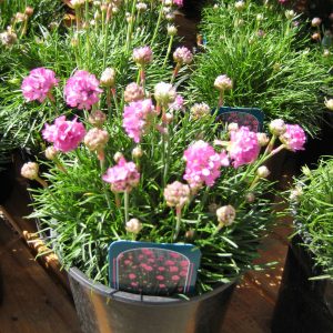 1 gallon - Splendens Sea Thrift (ARMERIA MARITIMA SPLENDENS) - 1 gallon - 1 gallon