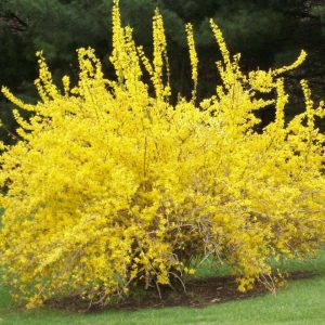 Spring Glory Forsythia (FORSYTHIA X I. SPRING GLORY)