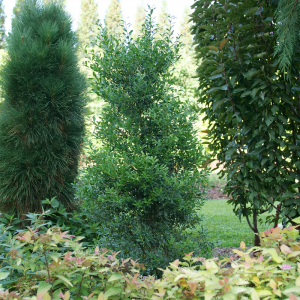 3 gallon 15" - Squeeze Box Inkberry Holly (ILEX GLABRA SQUEEZE BOX) - 3 gallon 15" - 3 gallon 15"