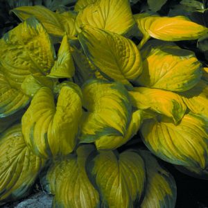1 gallon - Stained Glass Plantain Lily (HOSTA STAINED GLASS) - 1 gallon - 1 gallon