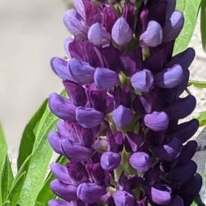1.5 gallon - Staircase™ Blue Lupine (LUPINUS STAIRCASE™ BLUE) - 1.5 gallon - 1.5 gallon