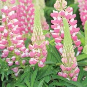 1.5 gallon - Staircase™ Lupine Rose White (LUPINUS STAIRCASE™ ROSE & WHITE) - 1.5 gallon - 1.5 gallon