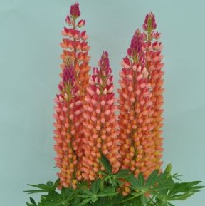 1.5 gallon - Staircase™ Orange Lupine (LUPINUS STAIRCASE™ ORANGE) - 1.5 gallon - 1.5 gallon