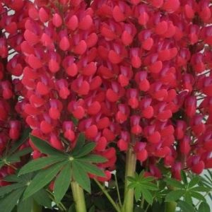 1.5 gallon - Staircase™ Red Lupine (LUPINUS STAIRCASE™ RED) - 1.5 gallon - 1.5 gallon