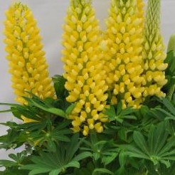 1.5 gallon - Staircase™ Yellow Lupine (LUPINUS STAIRCASE™ YELLOW) - 1.5 gallon - 1.5 gallon