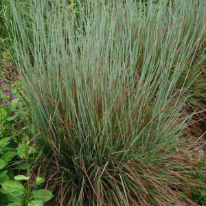 2 gallon - Standing Ovation Little Bluestem (GRASS - SCHIZACHYRIUM STAND. OVATION) - 2 gallon - 2 gallon