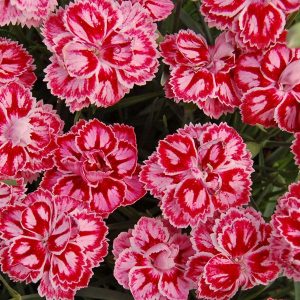 1 gallon - Star™ Starburst Pinks (DIANTHUS STARBURST) - 1 gallon - 1 gallon