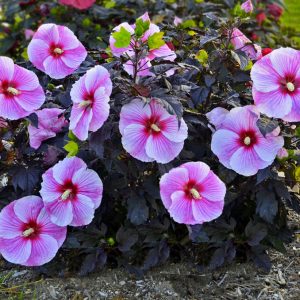 2 gallon - Starry Night Rose Mallow (HIBISCUS STARRY NIGHT) - 2 gallon - 2 gallon
