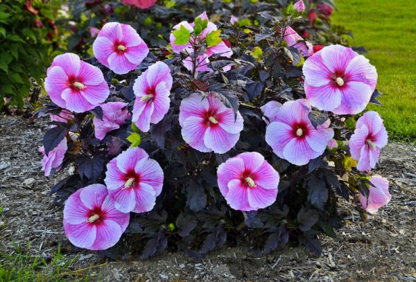 2 gallon - Starry Night Rose Mallow (HIBISCUS STARRY NIGHT) - 2 gallon - 2 gallon