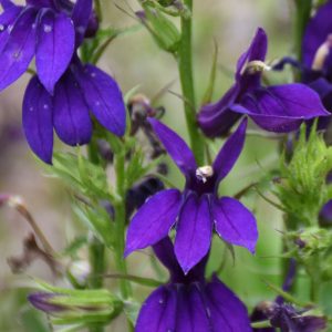 1 gallon - Starship™ Blue Cardinal flower (LOBELIA STARSHIP BLUE) - 1 gallon - 1 gallon
