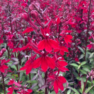 1 gallon - Starship™ Burgundy Cardinal Flower (LOBELIA STARSHIP BURGUNDY) - 1 gallon - 1 gallon