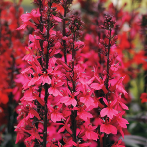 1 gallon - Starship Deep Rose Cardinal flower (LOBELIA STARSHIP ROSE) - 1 gallon - 1 gallon
