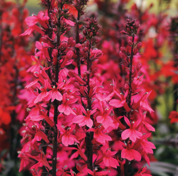 1 gallon - Starship Deep Rose Cardinal flower (LOBELIA STARSHIP ROSE) - 1 gallon - 1 gallon