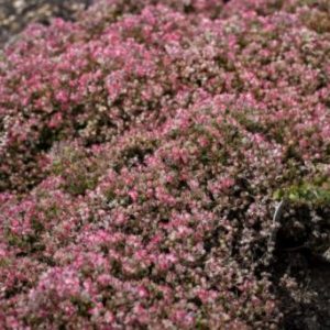 1 gallon - Steel the Show Stonecrop (SEDUM STEEL THE SHOW) - 1 gallon - 1 gallon