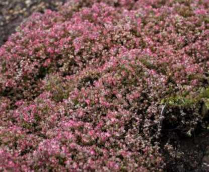 1 gallon - Steel the Show Stonecrop (SEDUM STEEL THE SHOW) - 1 gallon - 1 gallon