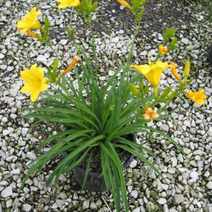 1 gallon - Stella d'Oro Daylily (HEMER STELLA DE ORO) - 1 gallon - 1 gallon