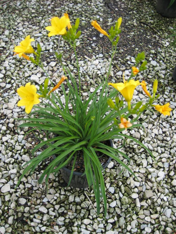 1 gallon - Stella d'Oro Daylily (HEMER STELLA DE ORO) - 1 gallon - 1 gallon