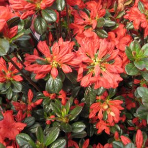 1 gallon - Stewartstonian Azalea (AZALEA STEWARTSTONIAN) - 1 gallon - 1 gallon