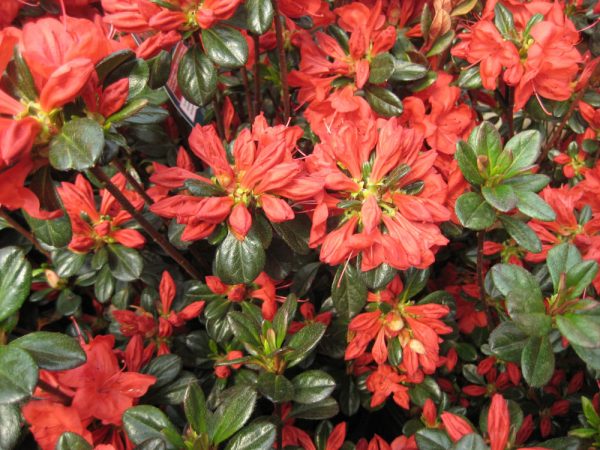 1 gallon - Stewartstonian Azalea (AZALEA STEWARTSTONIAN) - 1 gallon - 1 gallon