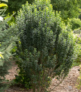 3 gallon 18" - Straight Talk® Privet (LIGUSTRUM V. STRAIGHT TALK) - 3 gallon 18" - 3 gallon 18"