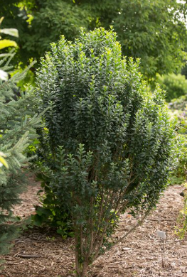 3 gallon 18" - Straight Talk® Privet (LIGUSTRUM V. STRAIGHT TALK) - 3 gallon 18" - 3 gallon 18"