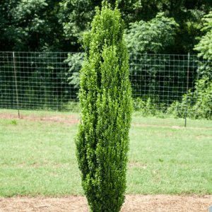 3 gallon - Straight & Narrow® Japanese Holly (ILEX CRENATA STRAIGHT AND NARROW) - 3 gallon - 3 gallon