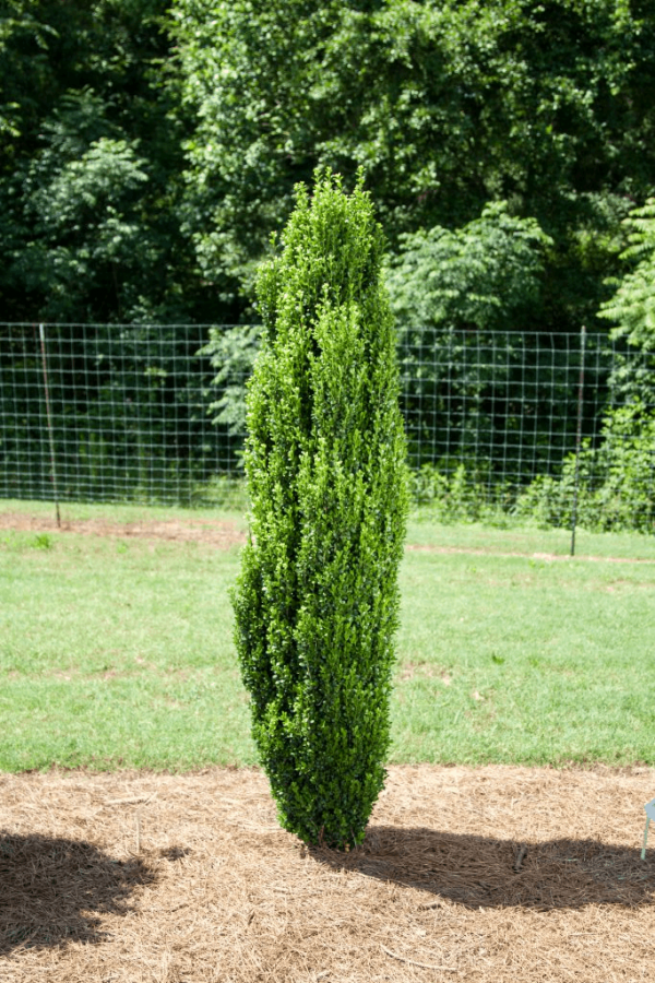 3 gallon - Straight & Narrow® Japanese Holly (ILEX CRENATA STRAIGHT AND NARROW) - 3 gallon - 3 gallon