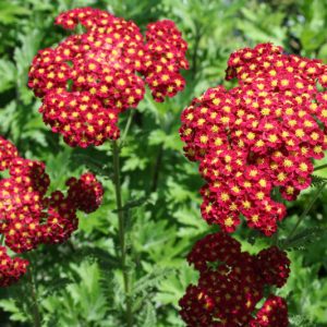 1 gallon - Strawberry Seduction Yarrow (ACHILLEA M. STRAWBERRY SEDUCTION) - 1 gallon - 1 gallon