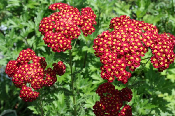 1 gallon - Strawberry Seduction Yarrow (ACHILLEA M. STRAWBERRY SEDUCTION) - 1 gallon - 1 gallon
