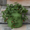 Strawberry & Herb Patio Planter 2pk - Image 5