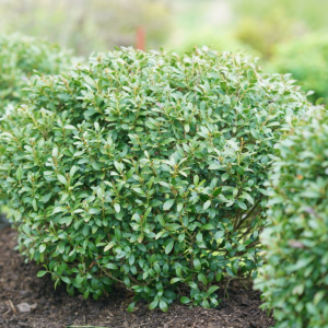 5 gallon 18" - Strongbox® Inkberry holly
 (ILEX GLABRA STRONG BOX) - 5 gallon 18" - 5 gallon 18"