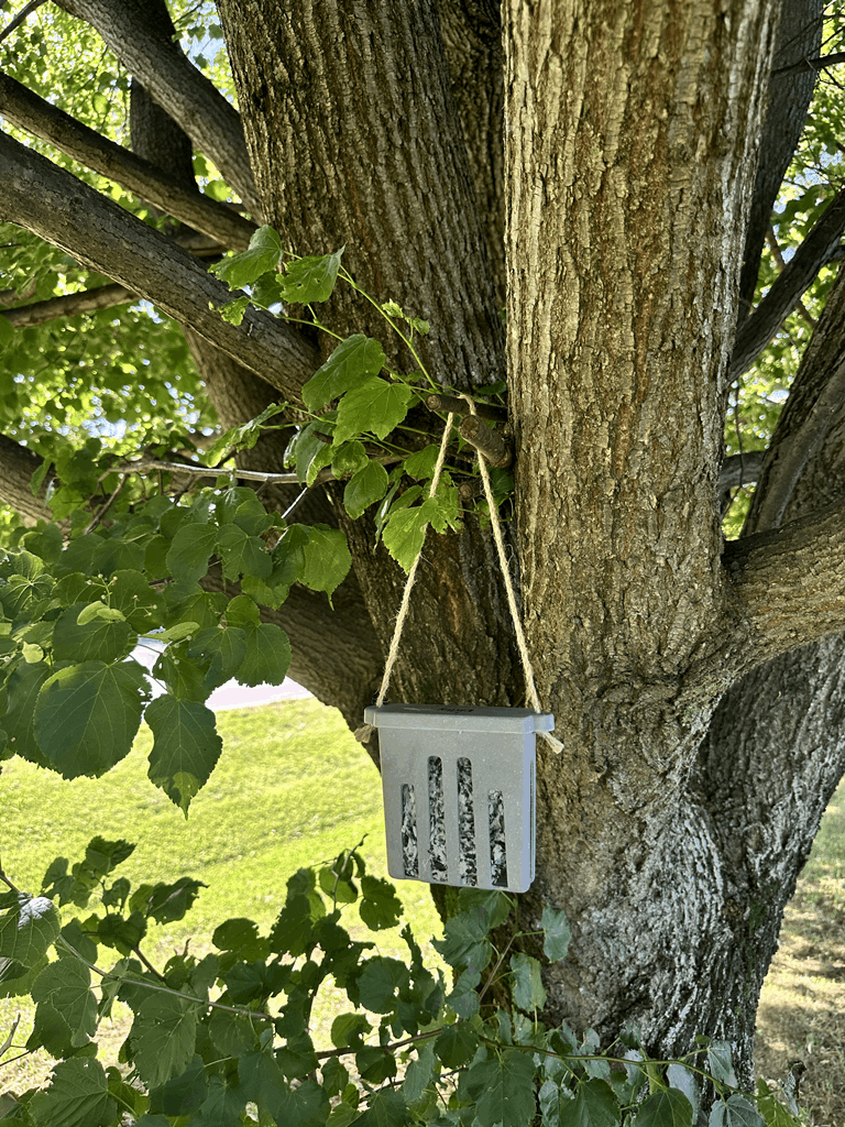 Suet Cake Feeder - Straw - Image 9