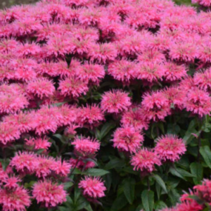 1 gallon - Sugar Buzz® Bubblegum Blast Bee Balm (MONARDA SUGAR BUZZ BUBBLEGUM BLAST) - 1 gallon - 1 gallon