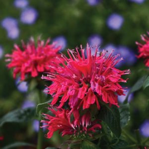 1 gallon - Sugar Buzz® Cherry Pops Bee Balm (MONARDA SUGAR BUZZ CHERRY POPS) - 1 gallon - 1 gallon