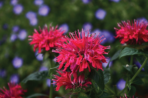 1 gallon - Sugar Buzz® Cherry Pops Bee Balm (MONARDA SUGAR BUZZ CHERRY POPS) - 1 gallon - 1 gallon
