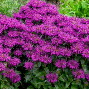 1 gallon - Sugar Buzz® Grape Gumball Bee Balm (MONARDA SUGAR BUZZ GRAPE GUMBALL) - 1 gallon - 1 gallon