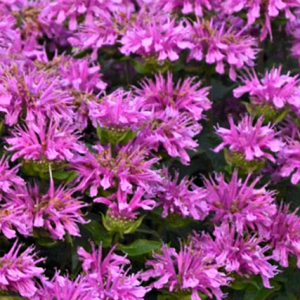 1 gallon - Sugar Buzz® Rockin Raspberry Bee Balm (MONARDA SUGAR BUZZ ROCKIN RASPBERRY) - 1 gallon - 1 gallon