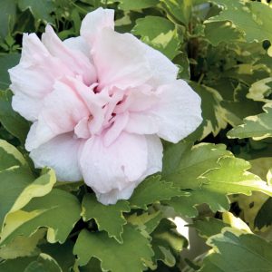 3 gallon 18" - Sugar Tip® Rose of Sharon (HIBISCUS S. SUGAR TIP) - 3 gallon 18" - 3 gallon 18"