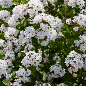 3 gallon 18" - Sugar 'n Spice™ Korean Spice Bush (VIBURNUM CARLESII SELECT SUGAR N SPICE) - 3 gallon 18" - 3 gallon 18"