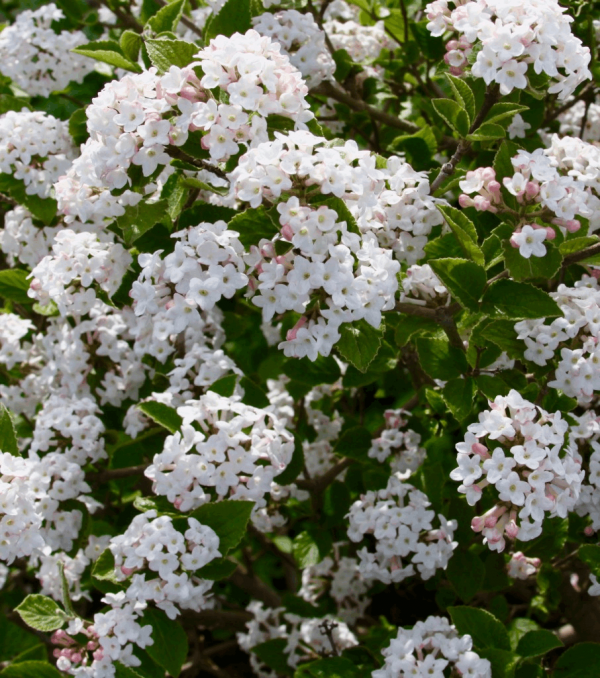3 gallon 18" - Sugar 'n Spice™ Korean Spice Bush (VIBURNUM CARLESII SELECT SUGAR N SPICE) - 3 gallon 18" - 3 gallon 18"