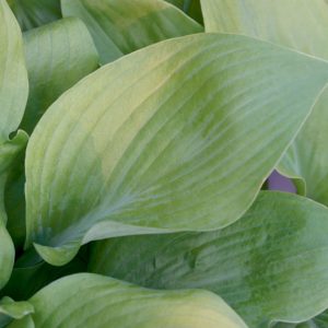1 gallon - Sum and Substance Plantain Lily (HOSTA SUM AND SUBSTANCE) - 1 gallon - 1 gallon