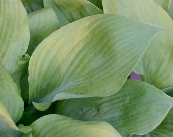 1 gallon - Sum and Substance Plantain Lily (HOSTA SUM AND SUBSTANCE) - 1 gallon - 1 gallon