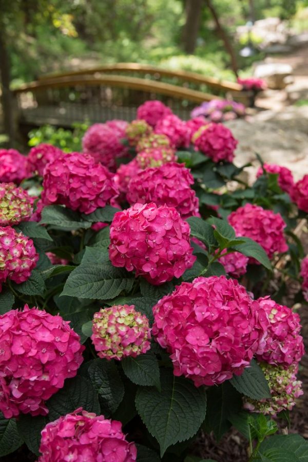 2 gallon - Summer Crush® Reblooming Hydrangea (HYDRANGEA M. SUMMER CRUSH) - 2 gallon - 2 gallon
