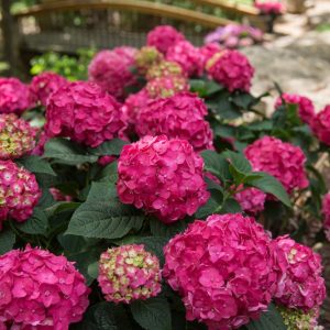 2 gallon - Summer Crush® Reblooming Hydrangea (HYDRANGEA M. SUMMER CRUSH) - 2 gallon - 2 gallon