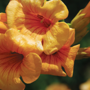 Summer Jazz™ Sunrise Gold Trumpet Vine (CAMPSIS SUMMER JAZZ SUNRISE GOLD)